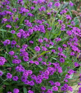 Verbena rigida 'Santos Purple'